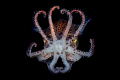   Bobtail squid swim midwater during night dive Tung Ping Island Hong Kong. mid-water mid water Kong  